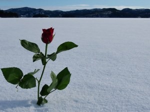 En rose på isen
